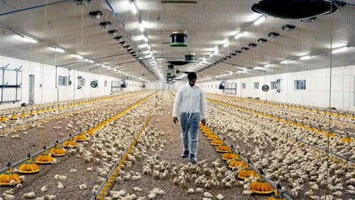 Tierleid vom Fließband Bild 4