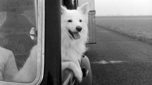 Yoyo, der Millionär Bild 5