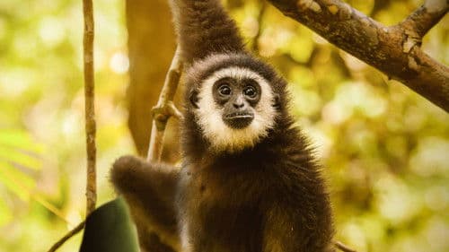 Die Welt der Primaten Bild 4