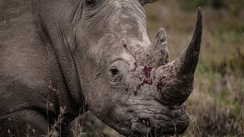Rhino Bild 1
