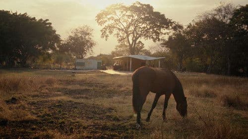 Audio y el Caimán Bild 8