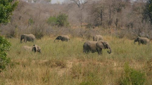 Elephant in the Room Bild 5