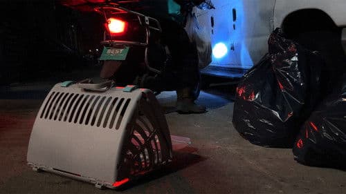 New York Cat Crisis Bild 7