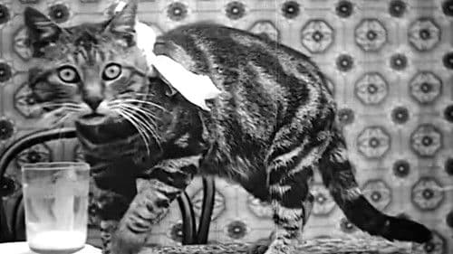 Le Déjeuner de Minet Bild 3