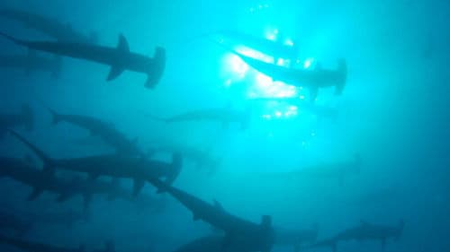 Unser blauer Planet Bild 8