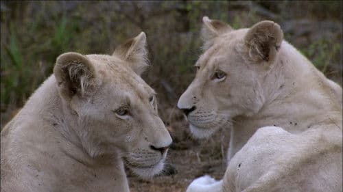 The White Lions Bild 5