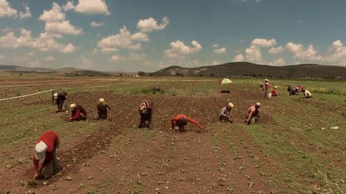 He bû tune bû Bild 1