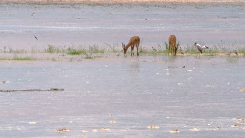 Africa River Wild Bild 2