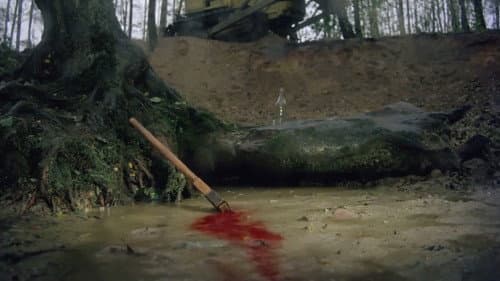 Tańczący jastrząb Bild 2