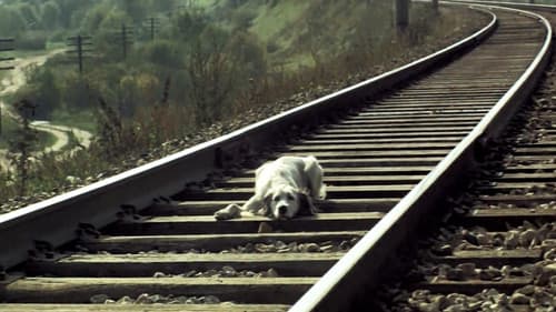 Belyy Bim Chernoe ukho Bild 1