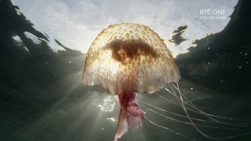 Ireland's Deep Atlantic Bild 1