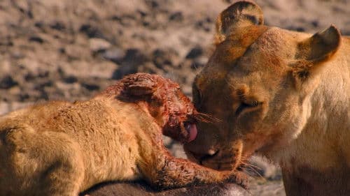 Birth of a Pride Bild 6