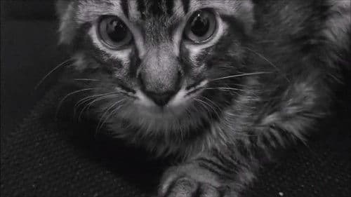 O manifesto da ansiedade Bild 1