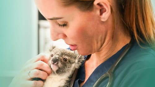 Wildtierrettung Bild 2