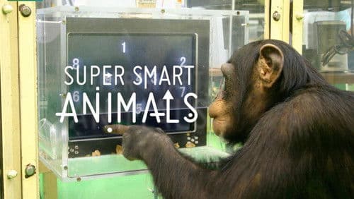 Super Smart Animals Bild 1