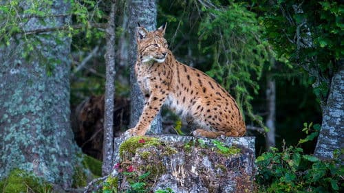 Luchs Bild 1