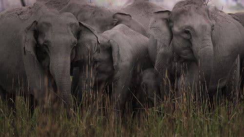 Secrets of Wild India Bild 5