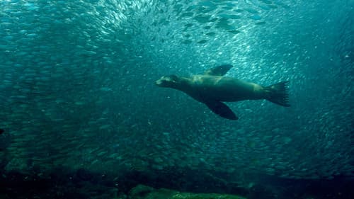 Wild West: America's Great Frontier Bild 8