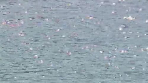 渡辺玖未＆木下絵里花 恐怖の館 マタンゴ・コレクター Bild 5