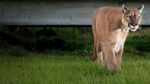 Die Rückkehr des Pumas Bild 7