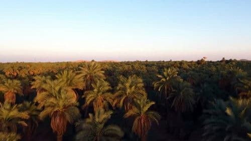 Twïza, L'Aventure Algérienne Bild 7