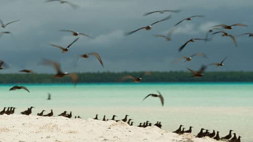 Marlon Brando: Im Paradies Bild 4