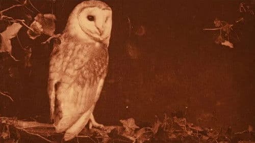 Les oiseaux chez eux Bild 1