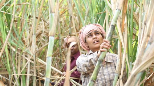 बिटर स्वीट Bild 2