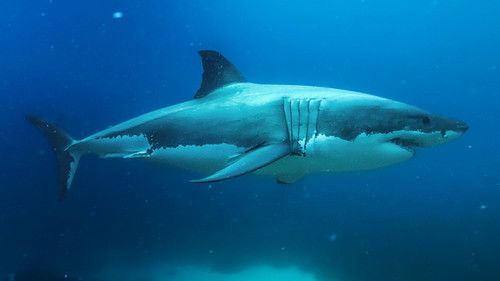 Super Shark Highway Bild 2