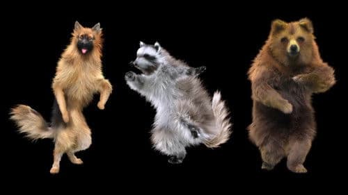 Wenn Tiere es aus Spaß an der Freude tun Bild 1