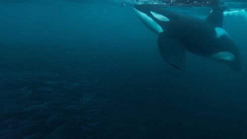 The Witness is a Whale Bild 2