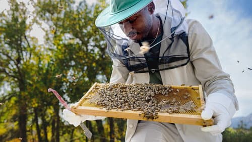 Die geheimnisvolle Welt der Bienen Bild 3