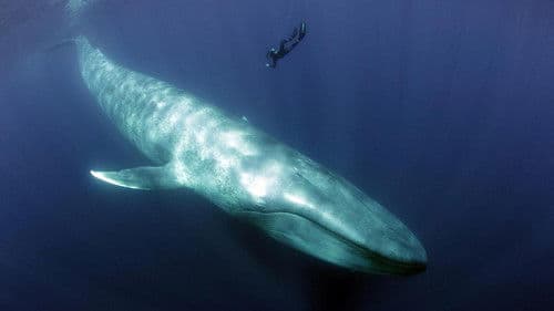 Terra X - Blaues Wunder Pazifik Bild 1