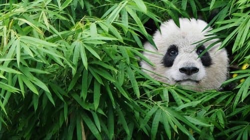 Pandas Bild 1