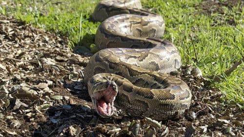 Devoured: Man-Eating Super Snake Returns Bild 3