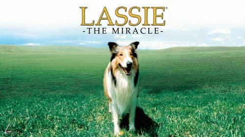 Lassie: The Miracle Bild 1