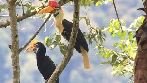 Arjan's Big Year Bild 5