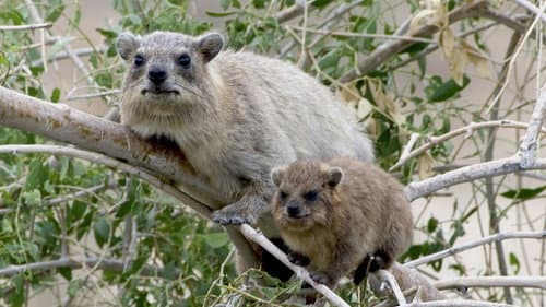 Les réseaux sociaux des animaux Bild 1