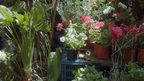 Δυόσμος Bild 4