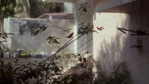 चार फूल हैं और दुनिया है Bild 5