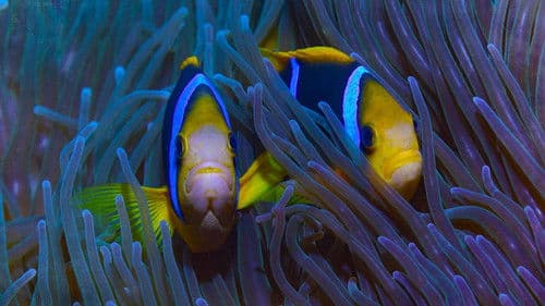 Niue – Hoffnung für ein Paradies Bild 1