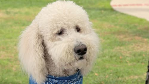 In the Dog House Bild 1