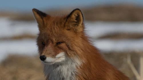 Russia's Wild Sea Bild 1