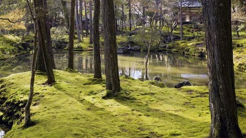 Moose, unscheinbare Helden Bild 3