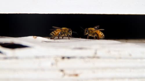 Desynchronized Bild 2