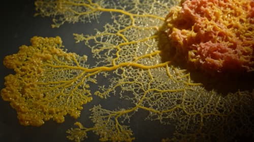 Der Blob - Schleimiger Superorganismus Bild 2