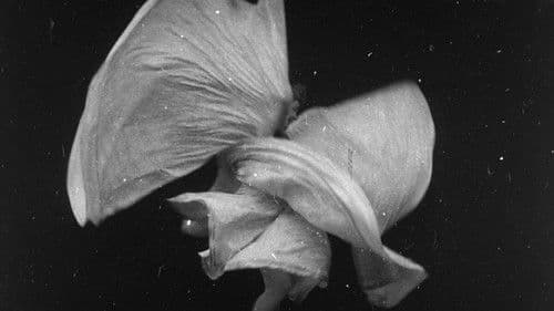 Danse serpentine par Mme. Bob Walter Bild 1