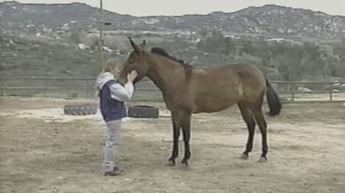 The Psychic Connection Bild 1