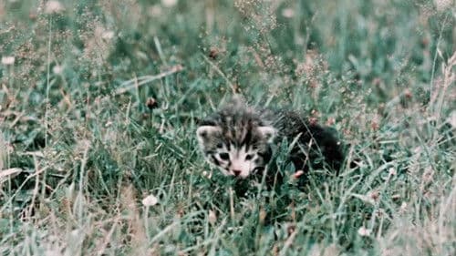 Värvilised unenäod Bild 3