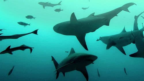 Bullenhaie auf Beutejagd Bild 8